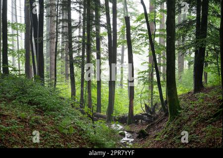Rain In The Bavarian Forest Stock Photo