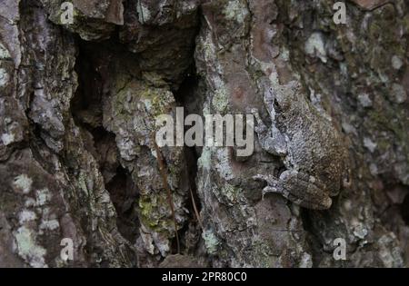 Gray Tree Frog Hyla chrysoscelis on pine tree in Eastern Texas Stock Photo
