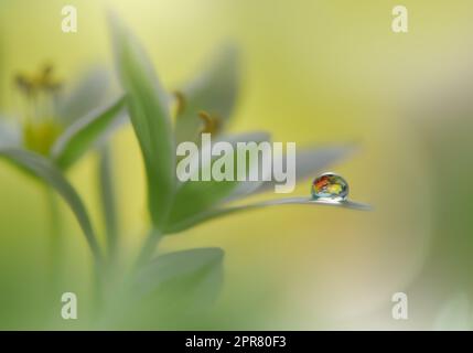 Beautiful Macro Photo.Dream Flowers.Border Art Design.Magic Light.Close up Photography.Conceptual Abstract Image.Green and Yellow Background.Fantasy Floral Art.Creative Wallpaper.Beautiful Nature Background.Amazing Spring Flower.Water Drop.Copy Space. Stock Photo