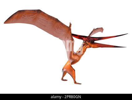 3D rendering of a prehistoric reptile Pteranodon isolated on white background Stock Photo