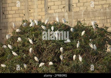 Cattle egrets Bubulcus ibis in the roosting site. Stock Photo