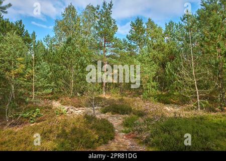 Beautiful green pine trees on the Carpathian mountains in Ukraine. Pleasing morning mountain forest scenery with blue cloudy sky in the background. A pine tree forest on a sunny day with green lush. Stock Photo