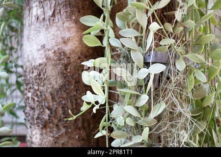 Thai Lanna style in Northern culture decoration Stock Photo