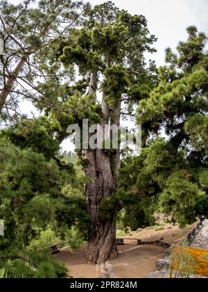 Experience the massive Pino Gordo (pinus canariensis) in a stunning portrait, located in the Corona Forestal Nature Park near Vilaflor de Chasna. Stock Photo