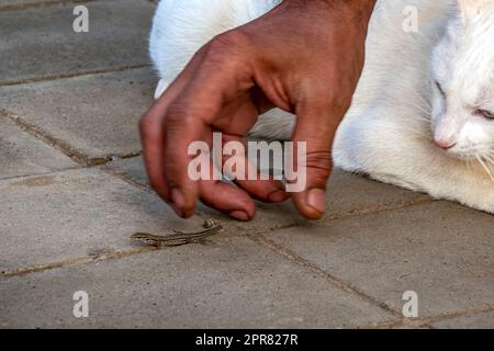 A scruffy hand rescues a Western Canaries lizard from its enemy, a white feral cat, symbolizing the power of human kindness and compassion. Stock Photo