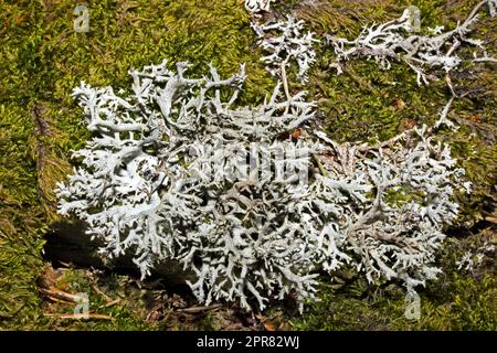 Pseudevernia furfuracea (tree moss) is foliose lichen found in upland areas on siliceous rocks and acid-barked trees. It is widely distributed. Stock Photo