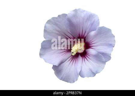 Single Hibiscus flower isolated on white background Stock Photo
