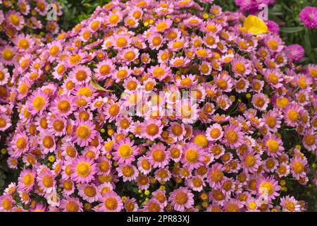 Closeup of pink perennial asters blooming and blossoming in private and secluded backyard. Vibrant bright colorful flowers flowering in summer. Group and variety of vigorous growing plant background Stock Photo