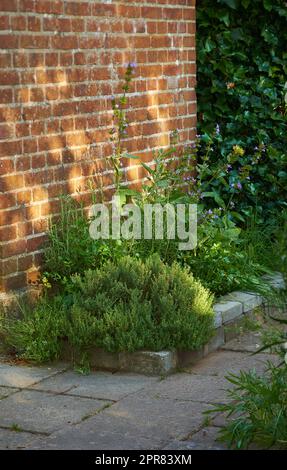 Purple common sage growing, blossoming, flowering on bush in landscaped home garden. Salvia officinalis flowers in private and secluded backyard. Horticulture and cultivation of fresh herb ingedient Stock Photo