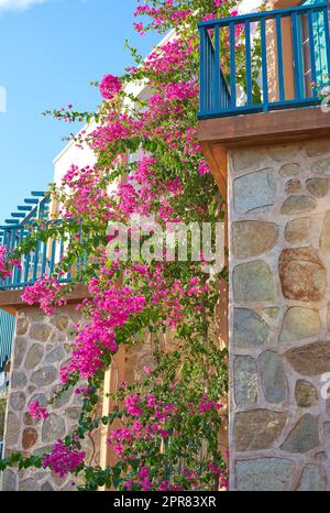 Pink bougainvillea flower hanging on a stoned textured wall of a house surrounded by a blue railing and a clear sky in the background. Blossoming pink flowers with green leaves. Balcony of a house. Stock Photo