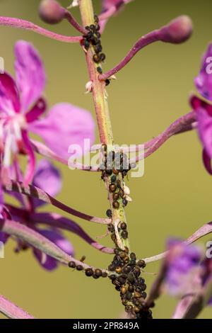 Aphid pest on flowers Stock Photo