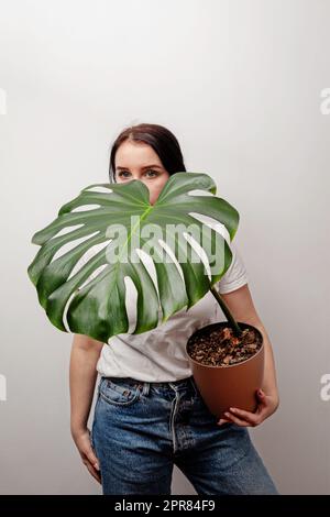 Woman holding Monstera Deliciosa tropical plant on a white background. Stock Photo