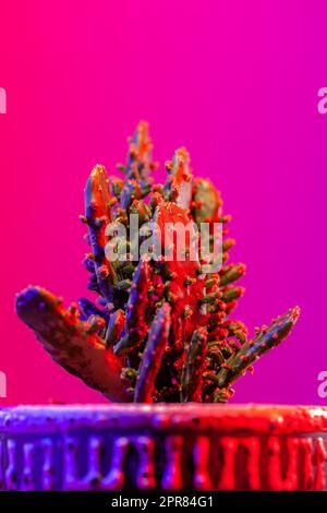 Opuntia or Bunny ears cactus in a ceramic pot on a vibrant dark pink background. Stock Photo