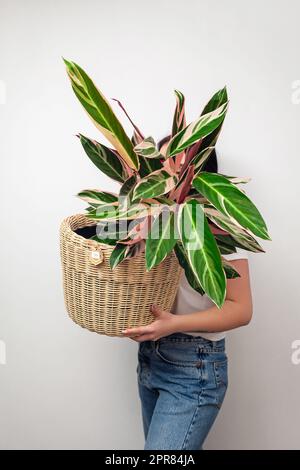 Girl holding Stromanthe tricolor pot plant against white wall background. Stock Photo