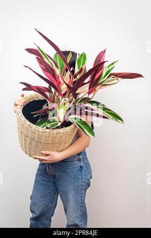 Girl holding Stromanthe tricolor pot plant against white wall background. Stock Photo