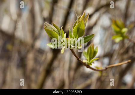 first young spring leaves, selective focus, blurred background Stock Photo