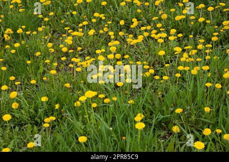 A Meadow Of Dandelions With Lush Green Grass And Bright Yellow Flowers 