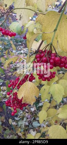 Red ripe guelder rose berries among the yellowing leaves. Vertical background. Stock Photo