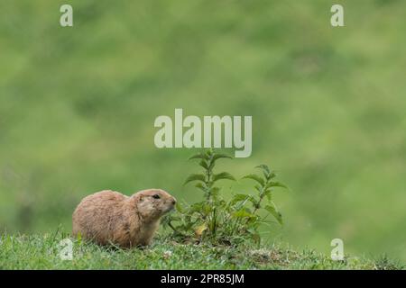 little prairie dog sits near a stinging nettle on green meadow Stock Photo