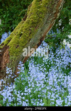 Colourful bluebell flowers growing around moss covered wooden tree trunk. Blossoming, blooming, flowering blue scilla siberica plants in a serene, peaceful, tranquil private home garden and backyard Stock Photo