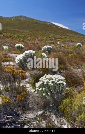 Indigenous Fynbos plant found on Table Mountain National Park, Cape Town, South Africa. Scenic view of plants blossoming and growing on a field or a veld. White flowers between green grass in spring Stock Photo