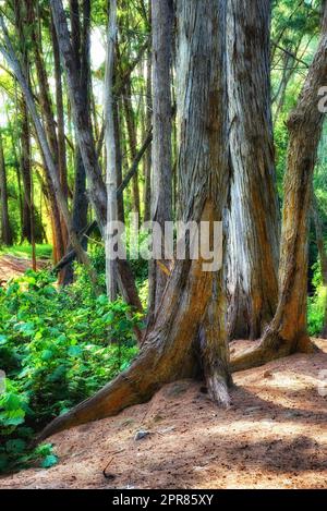 Beautiful trees of Oahu in Hawaii on a sunny summer day. Tree bark outdoors in nature during the day. Tropical rainforest with moist and ecological life. Jungle in the Hawaiian landscape Stock Photo