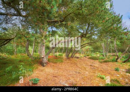 Forest with bent trees and green plants in Autumn. Landscape of many pine trees and branches in nature. Lots of uncultivated vegetation and shrubs growing in a secluded woodland environment in Sweden Stock Photo