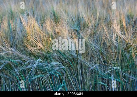 Landscape of a wheat field under rays of sunlight in the morning. Tall green grass sprouts swaying in the wind on an empty farmland. Golden grains growing on a agriculture cornfield farm Stock Photo