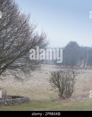 Leafless trees in a forest in winter on a clear sky with copy space. Landscape of many dry tree branches, grass and lifeless bushes in a wild open eco friendly environment at the end of autumn season Stock Photo