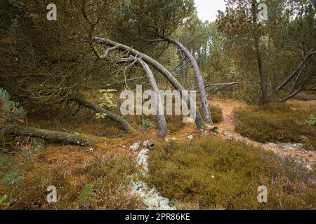 Forest with bent trees and green plants in Autumn. Landscape of many pine trees and branches in nature. Lots of uncultivated vegetation and shrubs growing in a secluded woodland environment Stock Photo