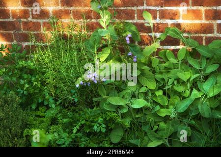 Overgrown wild herb garden against the wall of a red brick house. Various plants in a lush flowerbed. Different green shrubs growing in a backyard. Vibrant nature scene of parsley, sage and rosemary. Stock Photo