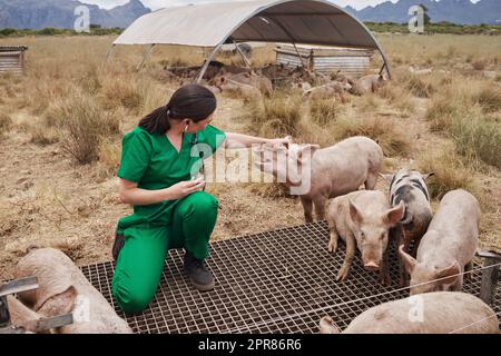 I love working with animals. a female veterinarian on a farm with pigs. Stock Photo