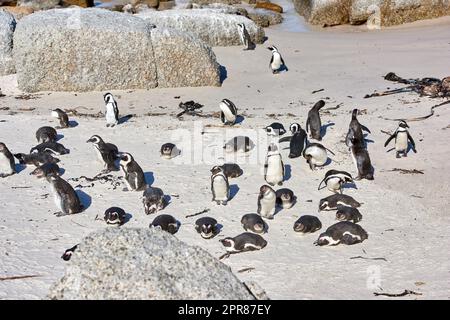 Group of penguins sunbathing near boulders. Flightless birds in their natural habitat. Colony of endangered black footed or Cape penguin species at sandy Boulders Beach in Cape Town, South Africa Stock Photo