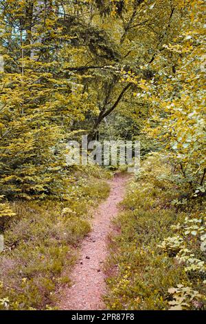 Dirt path winding through a lush garden, forest or park with green trees and plants in a natural environment. Scenic and peaceful landscape of a hiking trail to explore and travel in nature outdoors Stock Photo