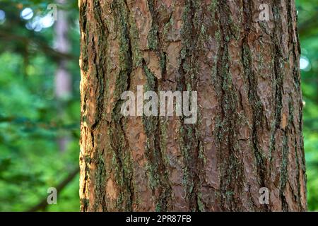 Moss and algae growing on a big tree trunk in a park or garden outdoors. Closeup of brown wooden texture on old bark in a natural landscape on a sunny day in a remote and peaceful meadow or forest Stock Photo