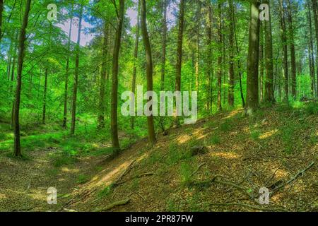 Growing pine trees in mystical coniferous forest in a remote, serene and quiet meadow or countryside hill. Landscape view of texture detail on fir or cedar plants in environmental nature conservation Stock Photo