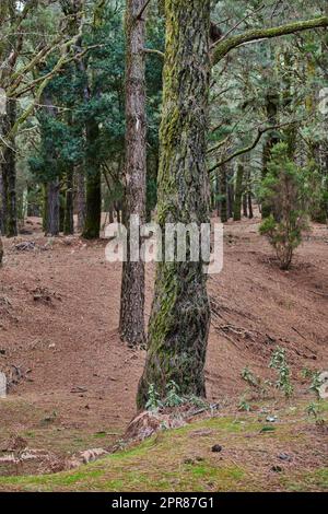 Moss and algae growing on big pine trees in a forest on the mountains of La Palma, Canary Islands, Spain. Scenic natural landscape with wooden texture of old bark in a remote and peaceful meadow Stock Photo