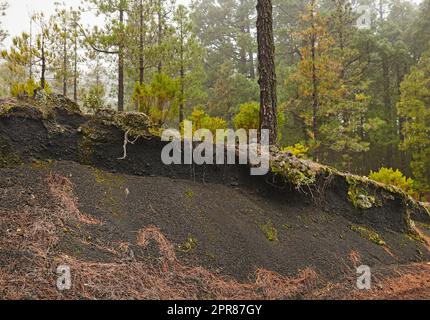 Uncultivated natural landscape and environment in remote and quiet woods. Moss and algae growing on a hill in a forest surrounded by pine trees in the mountains of La Palma, Canary Islands, Spain. Stock Photo