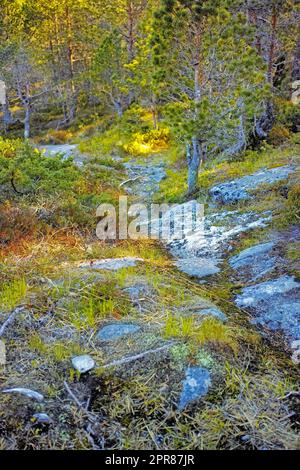 Colorful landscape of a rocky forest with lush green trees growing on a summer day. Peaceful and scenic view of the outdoors or a thriving ecosystem. Vibrant nature in the woods during spring Stock Photo