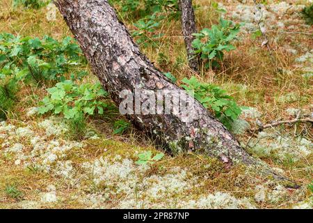 Scenic and lush natural landscape with wooden texture of old bark on a sunny day in a remote and calm meadow or forest. Moss and algae growing on a slim pine tree trunk in a park or garden outdoors Stock Photo