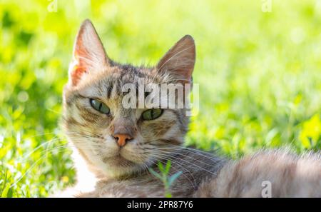 Close-up of a cat with green eyes lies in the grass. Curious cat looks around on the street, close-up. Funny beautiful cat poses for the camera on a summer sunny day. Animal love concept. Stock Photo