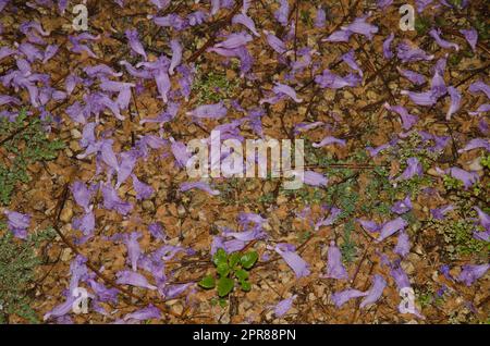 Fallen flowers of jacaranda covered with water drops. Stock Photo