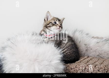 Cute kitten sitting Stock Photo