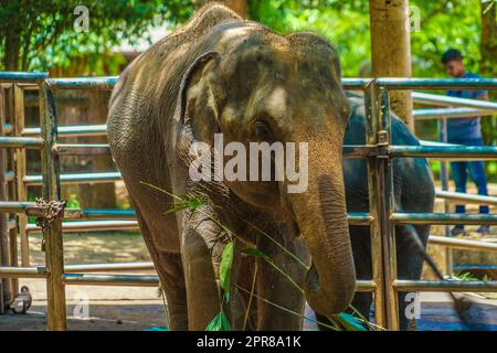 Elephant orphanage (Sri Lanka Pinnawara) Stock Photo