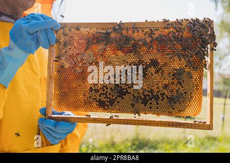 Beekeeper hands holding and inspecting a hive frame with a honeycomb, showing capped honey and brood cells, close up shot. Stock Photo