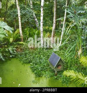 A tropical green forest pond with a birdhouse. Fresh small algae bloom surrounded by birch wood and green plants. Shot of forest after rain. Small birdhouse on top of water with grass around it. Stock Photo