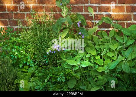 View of fresh parsley, thyme, coriander and basil growing in a vegetable garden at home. Texture detail of vibrant and lush cooking aroma herbs blooming and sprouting in bushes and shrubs in backyard Stock Photo