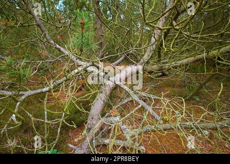 View of old dry pine trees in the forest. Fallen pine trees after a storm or strong wind leaning and damaged. Green moss or algae growing on tree trunks in a remote nature landscape in Denmark Stock Photo