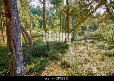 Fallen pine trees after a storm or strong wind leaning and damaged. Plants and bush in harsh weather conditions during winter. Destruction of nature and ecosystem by the extreme tempest in a forest Stock Photo