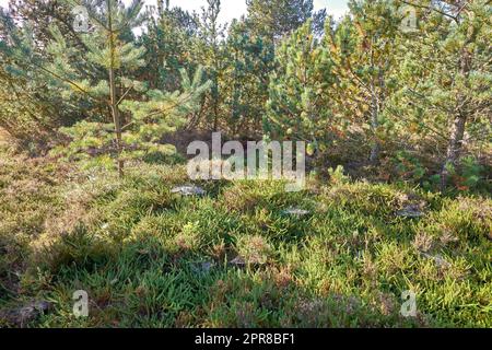 Pine trees in a wild forest in summer. Landscape of green vegetation with bushes and shrubs growing in nature or in a secluded uncultivated environment on a beautiful sunny day Stock Photo